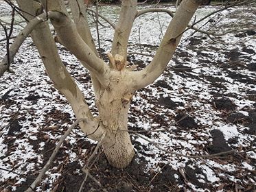 Definity HTML5 Template