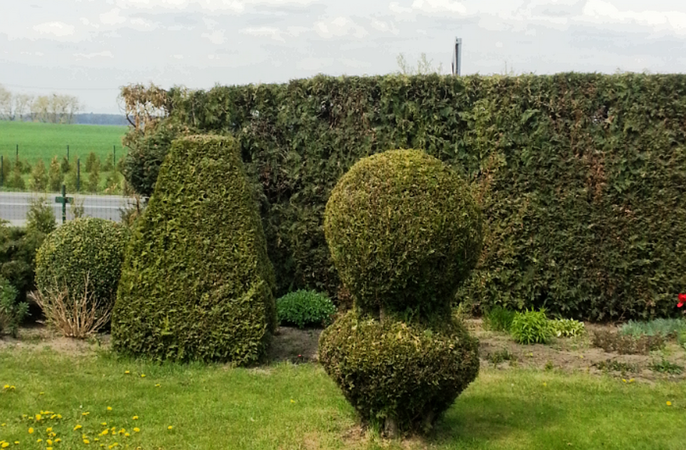 Przesadzanie drzew - Artur Krause