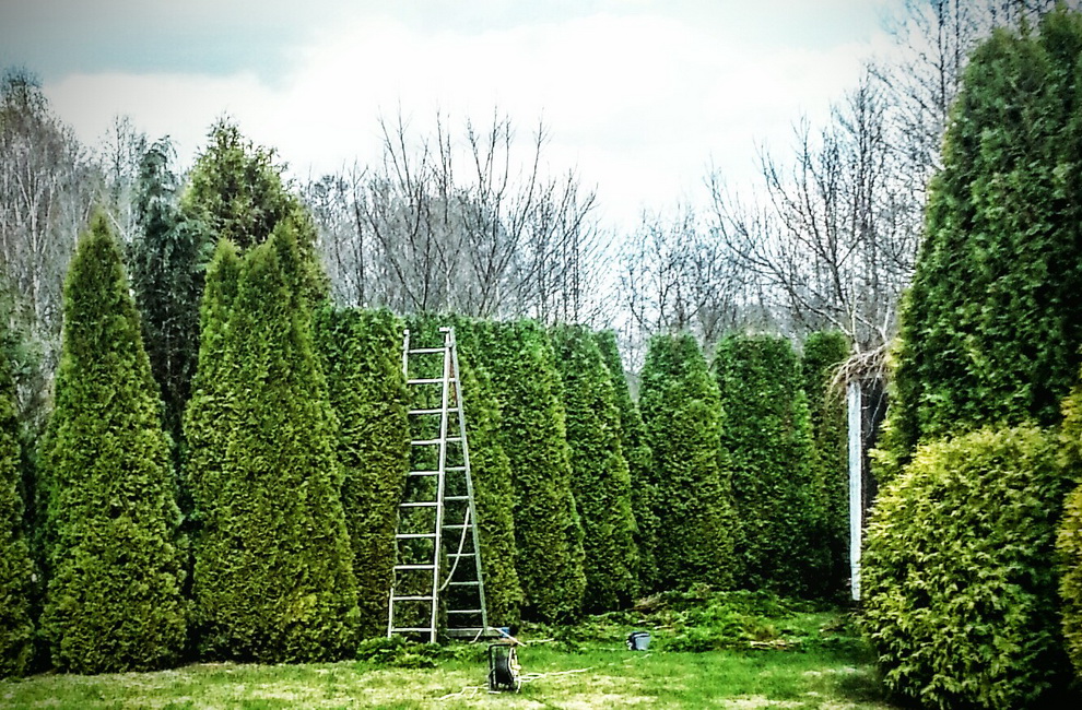 Przesadzanie drzew - Artur Krause