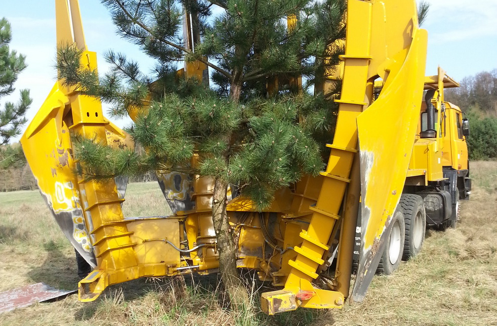 Przesadzanie drzew - Artur Krause