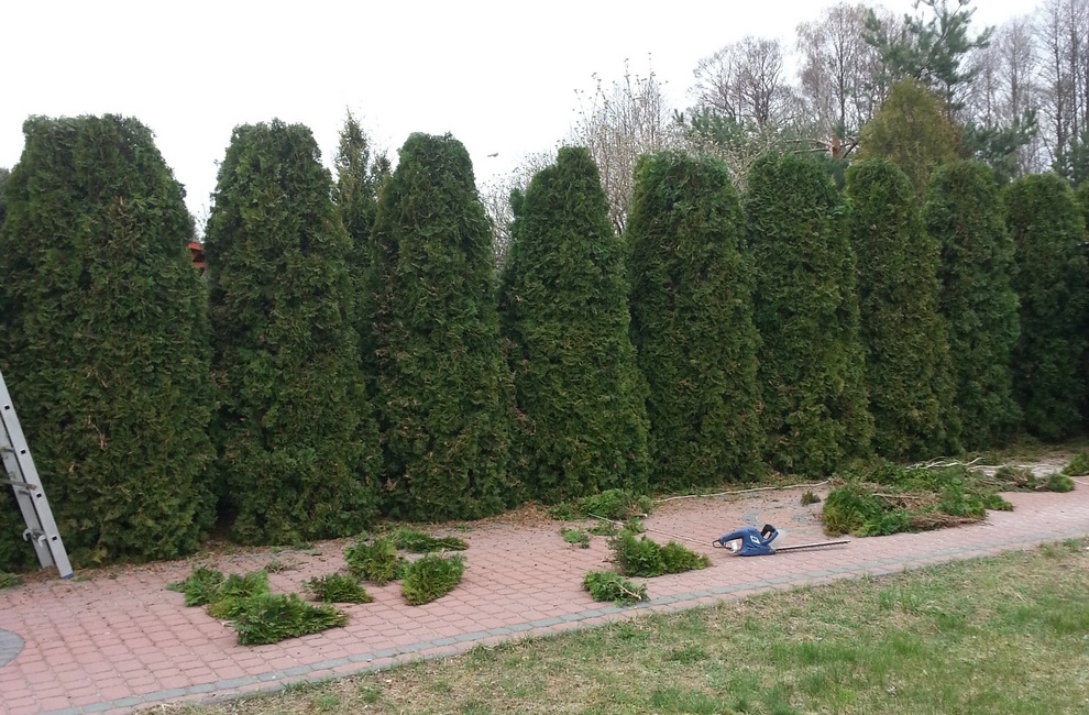 Przesadzanie drzew -Artur Krause