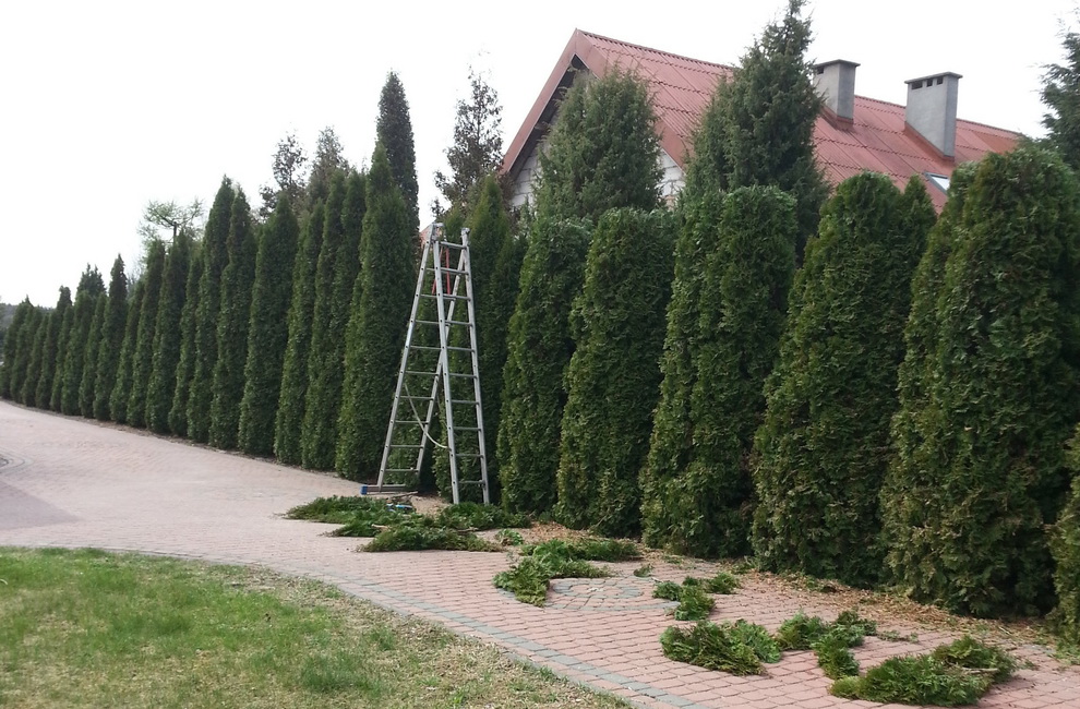 Przesadzanie drzew - Artur Krause