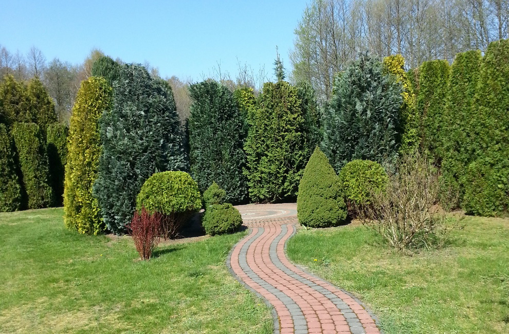 Przesadzanie drzew -Artur Krause