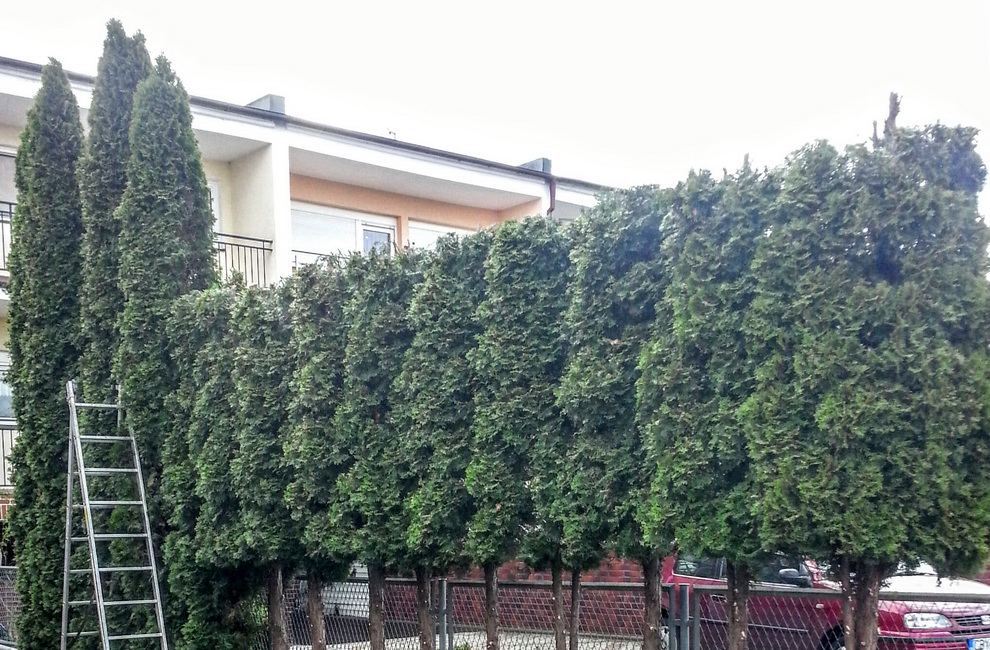 Przesadzanie drzew - Artur Krause