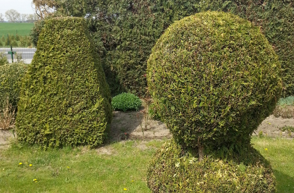 Przesadzanie drzew - Artur Krause