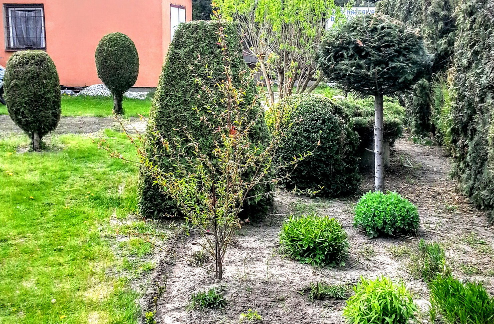 Przesadzanie drzew - Artur Krause