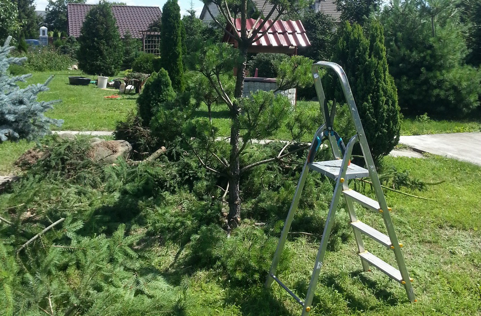 Przesadzanie drzew - Artur Krause