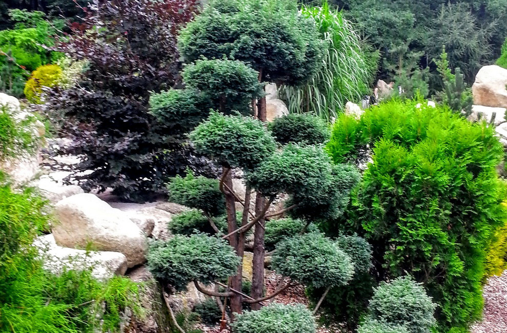 Przesadzanie drzew - Artur Krause