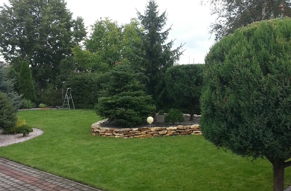 Przesadzanie drzew - Artur Krause