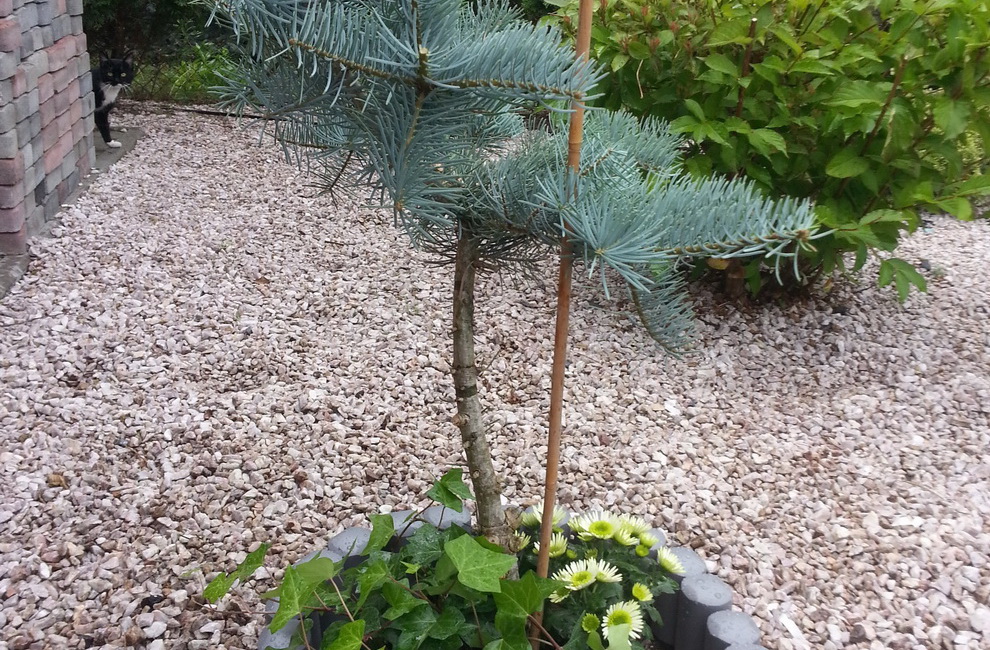 Przesadzanie drzew - Artur Krause