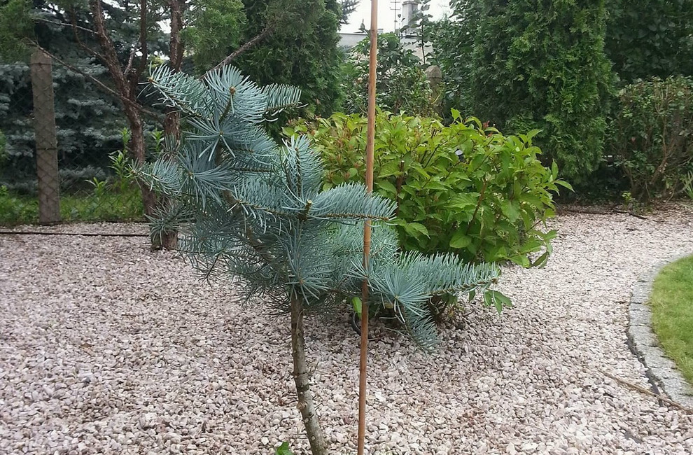 Przesadzanie drzew - Artur Krause