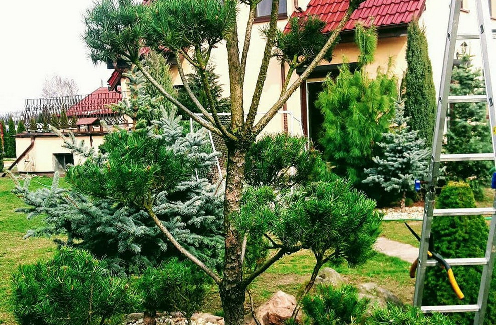 Przesadzanie drzew - Artur Krause