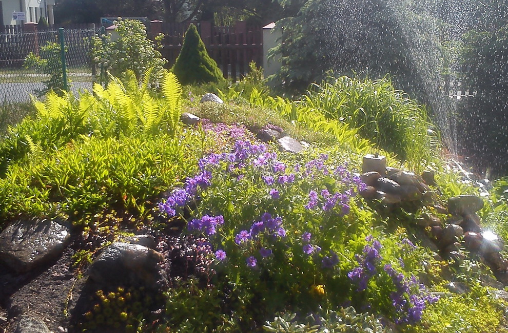 Przesadzanie drzew - Artur Krause