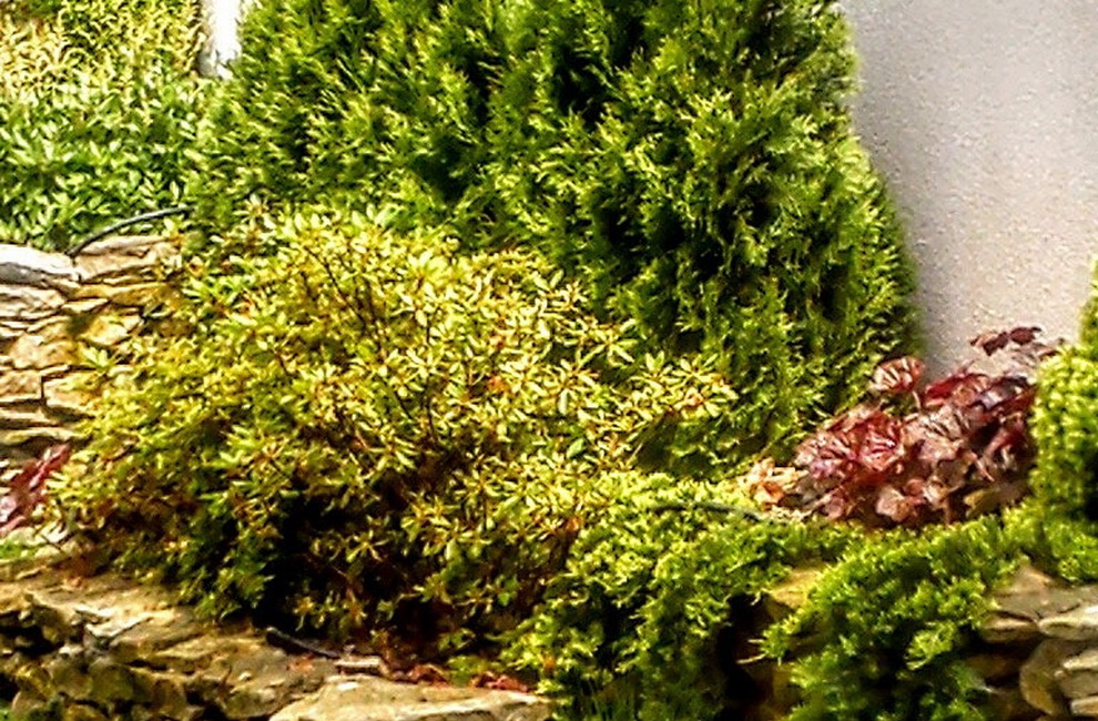 Przesadzanie drzew - Artur Krause