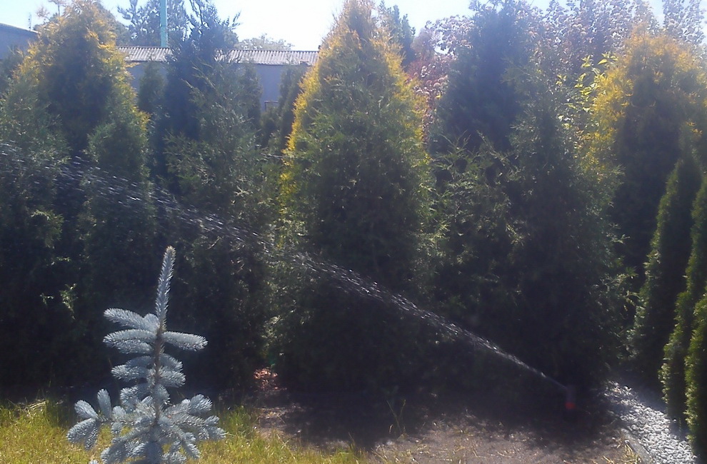 Przesadzanie drzew - Artur Krause