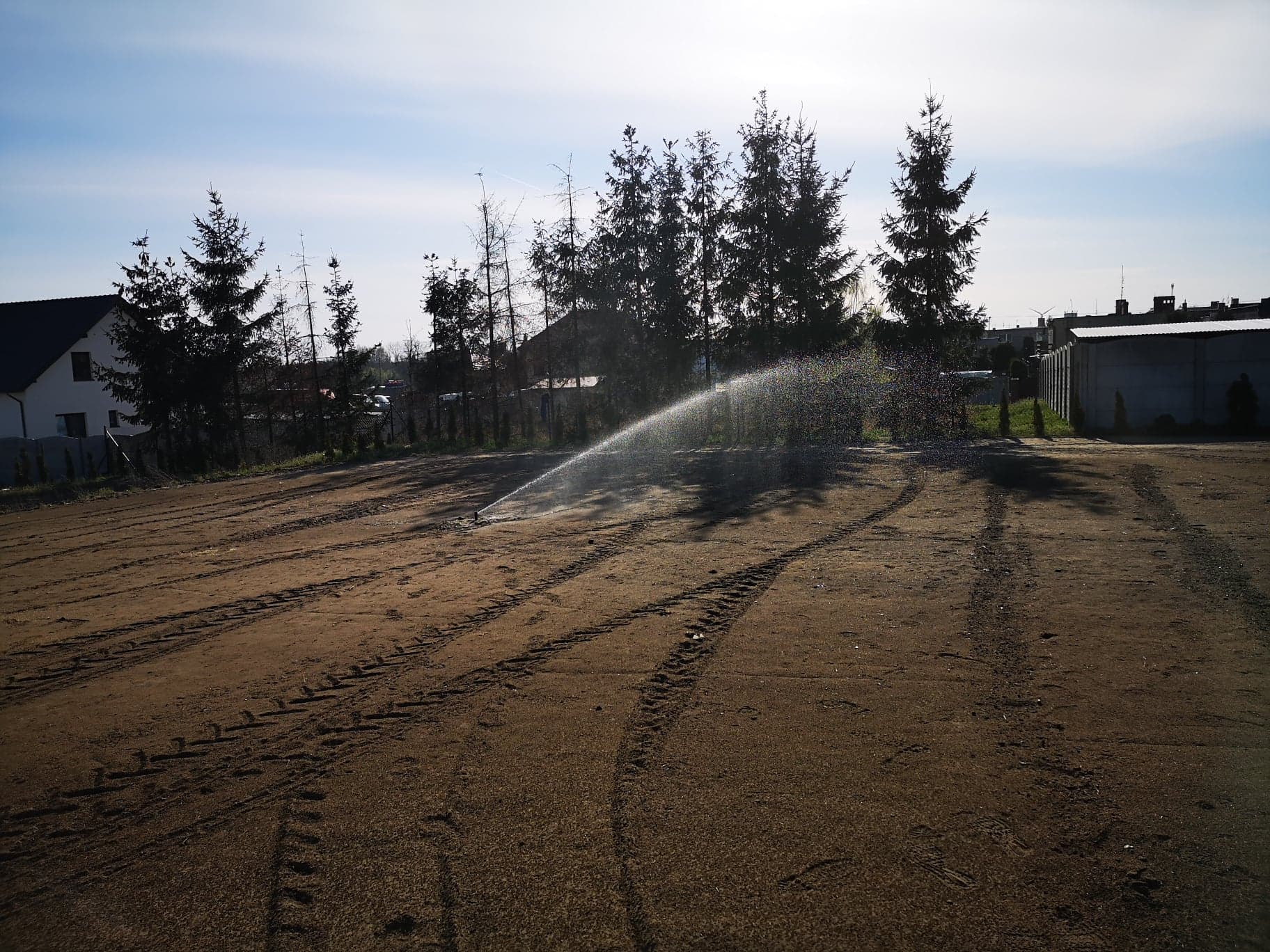 Przesadzanie drzew - Artur Krause